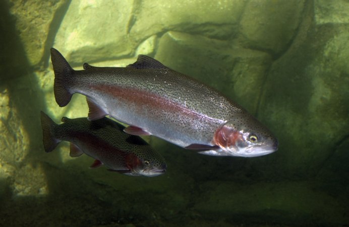 Микижа Oncorhynchus mykiss