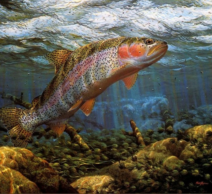 Радужная форель Oncorhynchus mykiss
