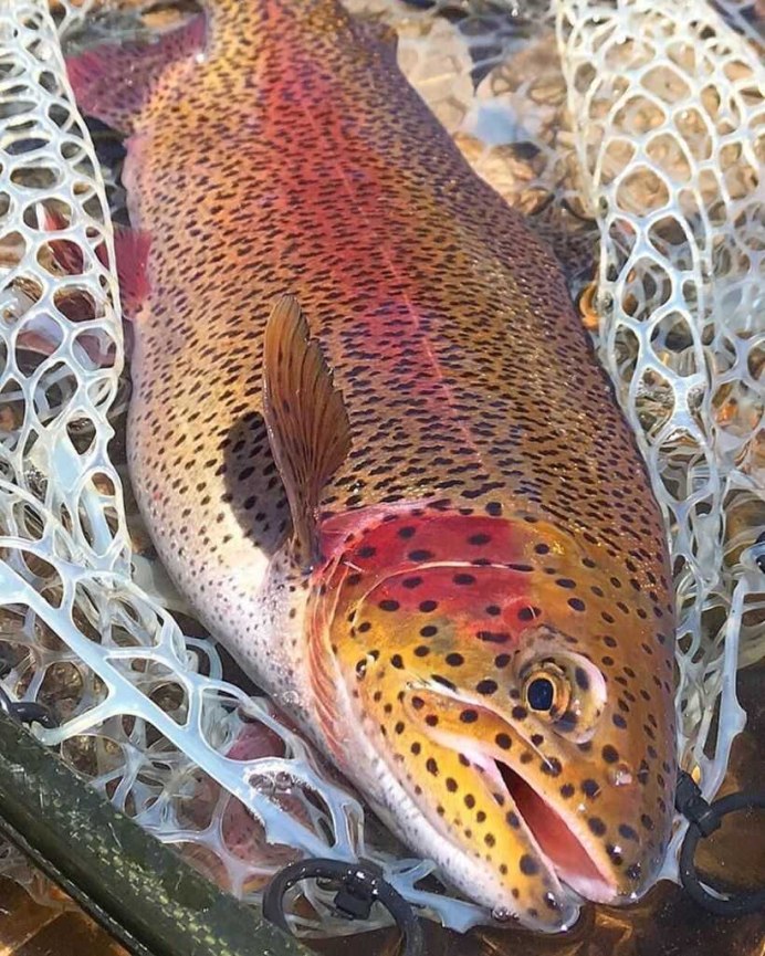 Радужная форель Oncorhynchus mykiss
