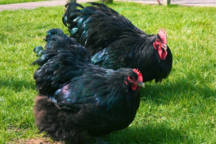 Доминант Суссекс д104