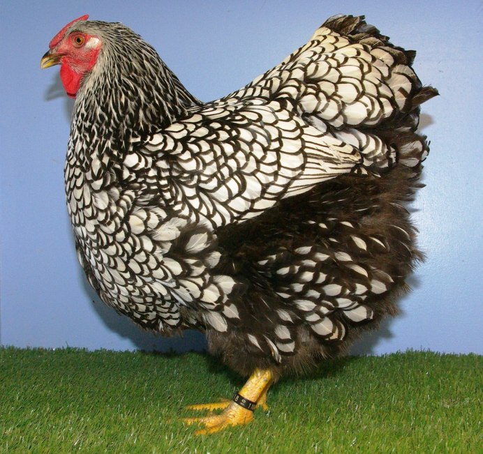 Китайские шелковые куры