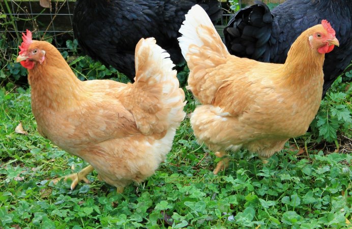 Аппенцеллер шпицхаубен