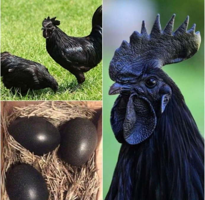 Маран черно медный