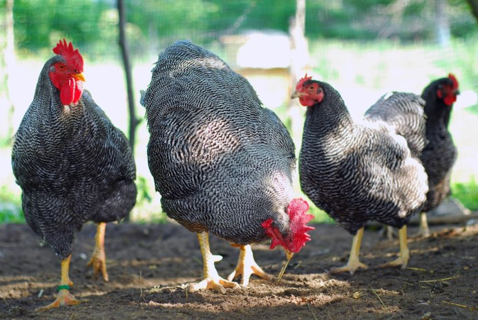 Куры Леггорн Триколор