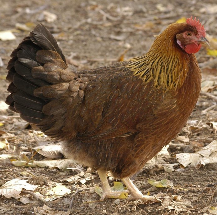 Андалузская голубая курица