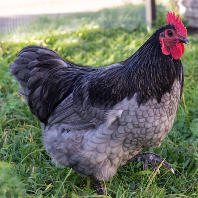 Куры серебристый Виандот