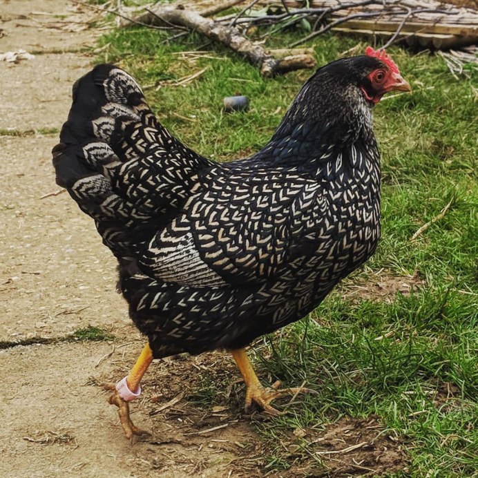 Виандот толбунт