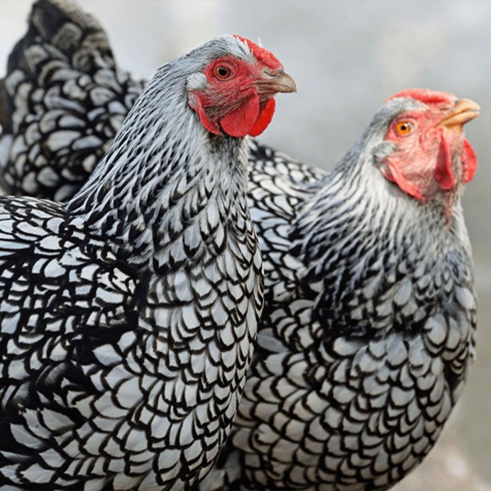 Брама темная голубоокаймленная