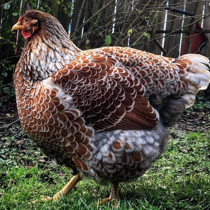 Чешский Доминант д959