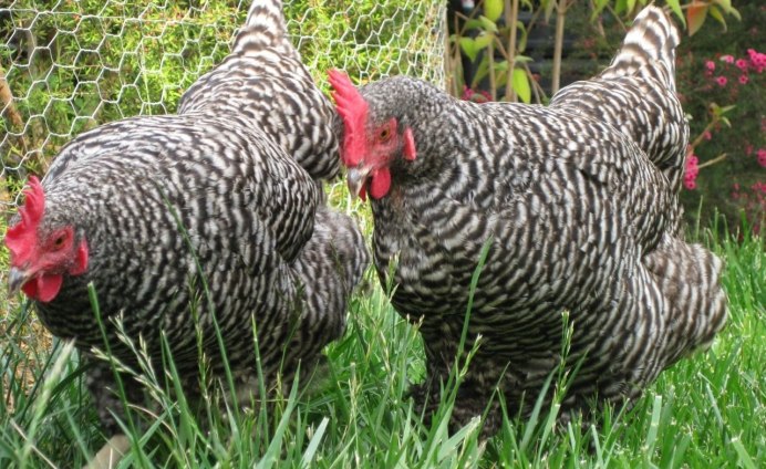 Несушка Доминант gs459