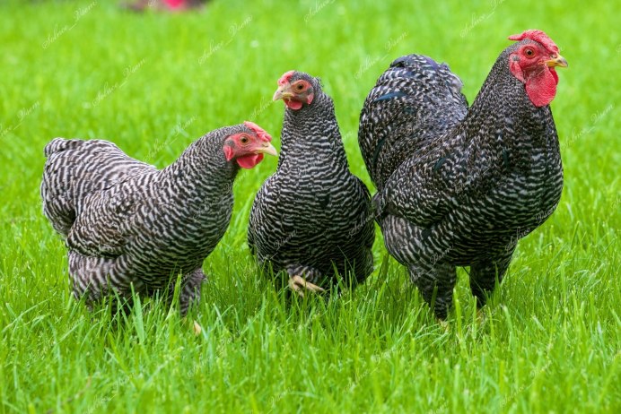 Аям Цемани куры