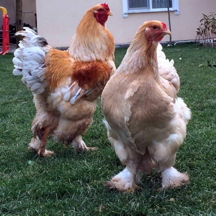 Карликовые куры п 11