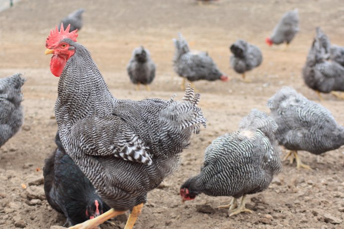Андалузская голубая порода кур