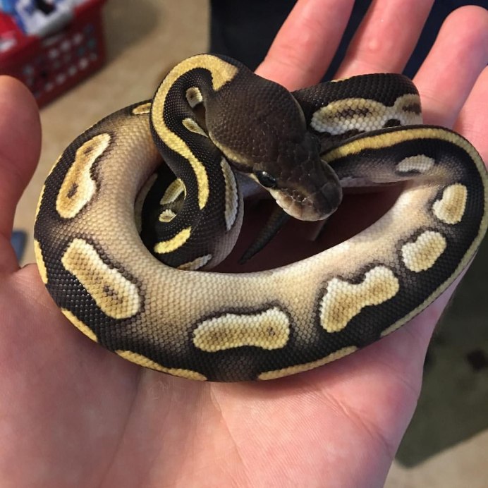 Питон Королевский Региус белые