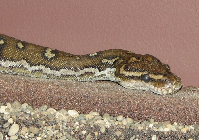 Королевский питон в природе