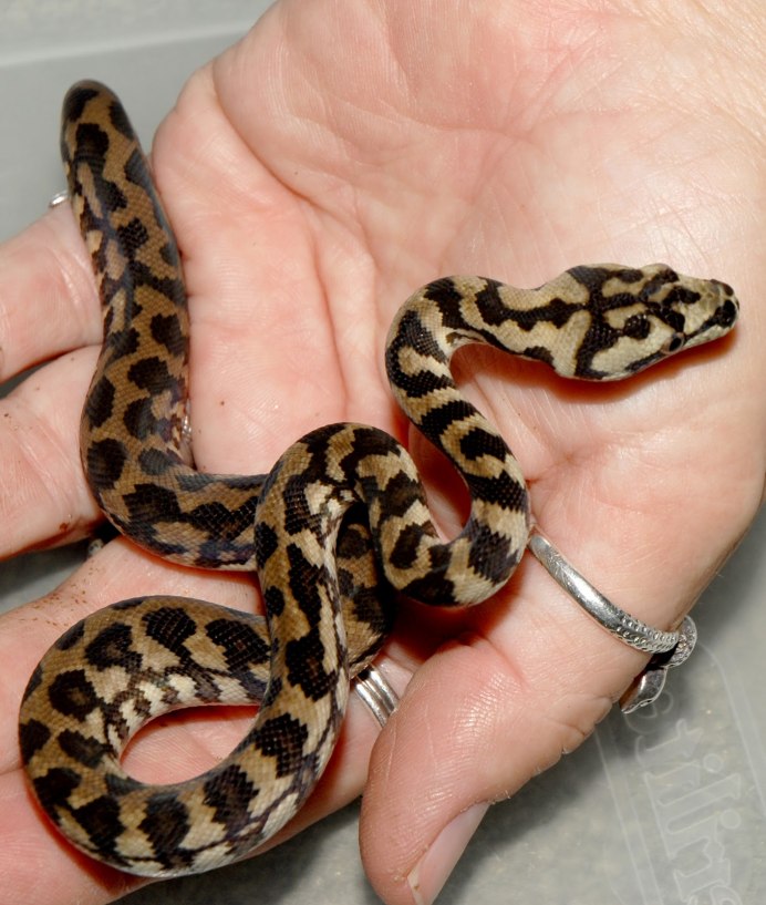 Змея Королевский питон