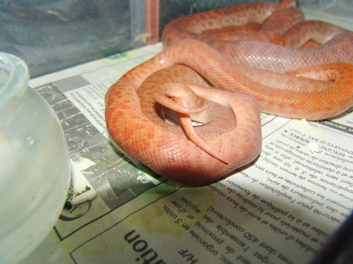 Питон куртус