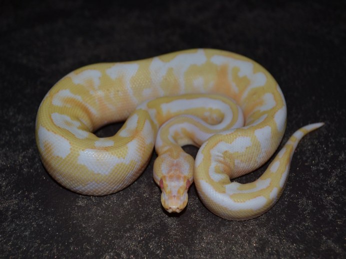 Питон Региус