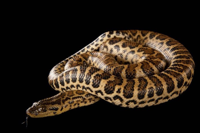 Карликовый удав