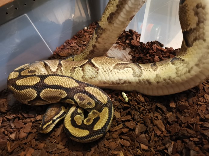 Аметистовый питон