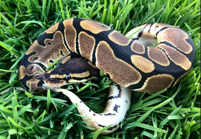 Пятнистый удав