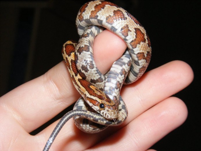 Круглый питон