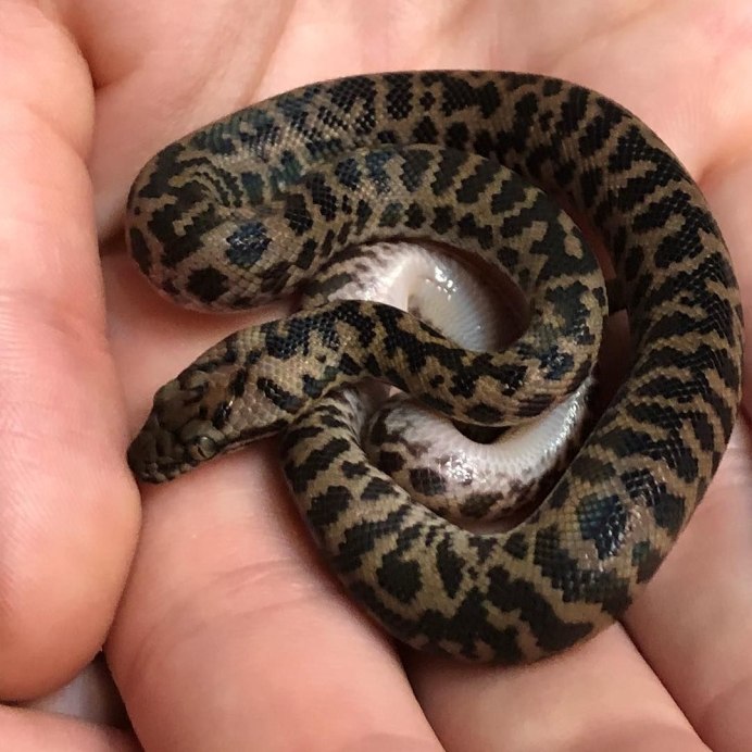 Королевский питон Regius