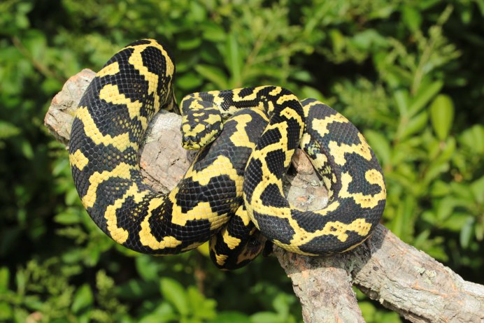 Питон дракон