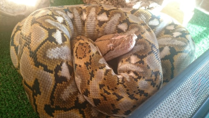 Королевский питон зеленый