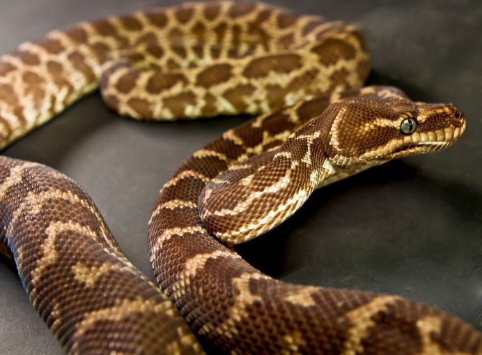 Змея питон Региус