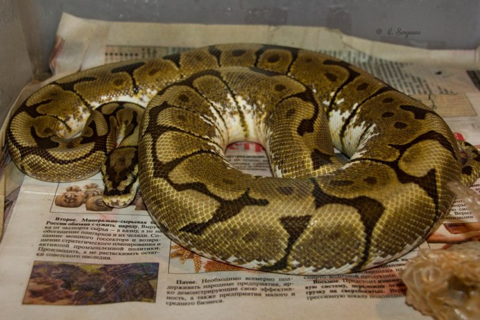 Королевский питон Pompei