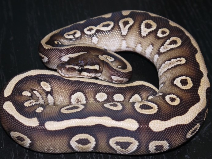 Королевский питон оранжевый