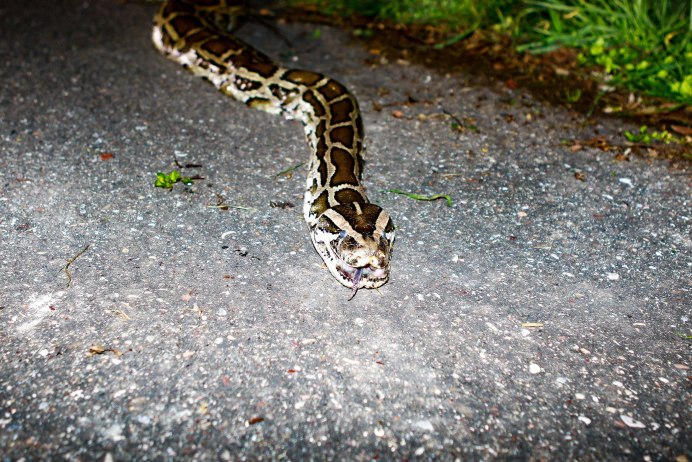 Королевский питон Regius