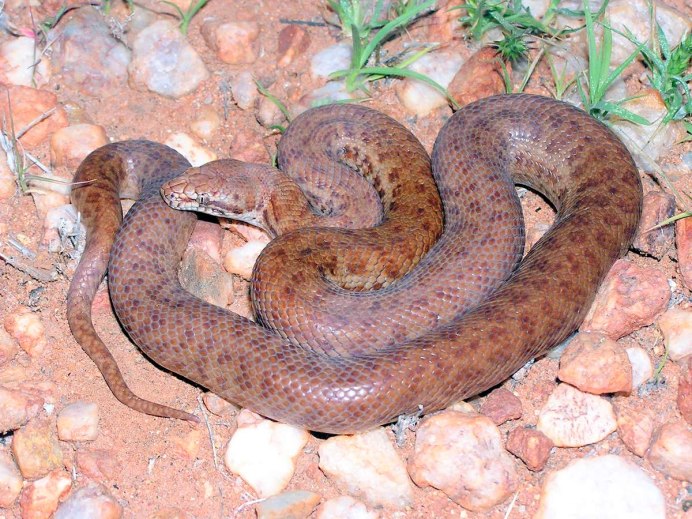 Королевский питон маленький