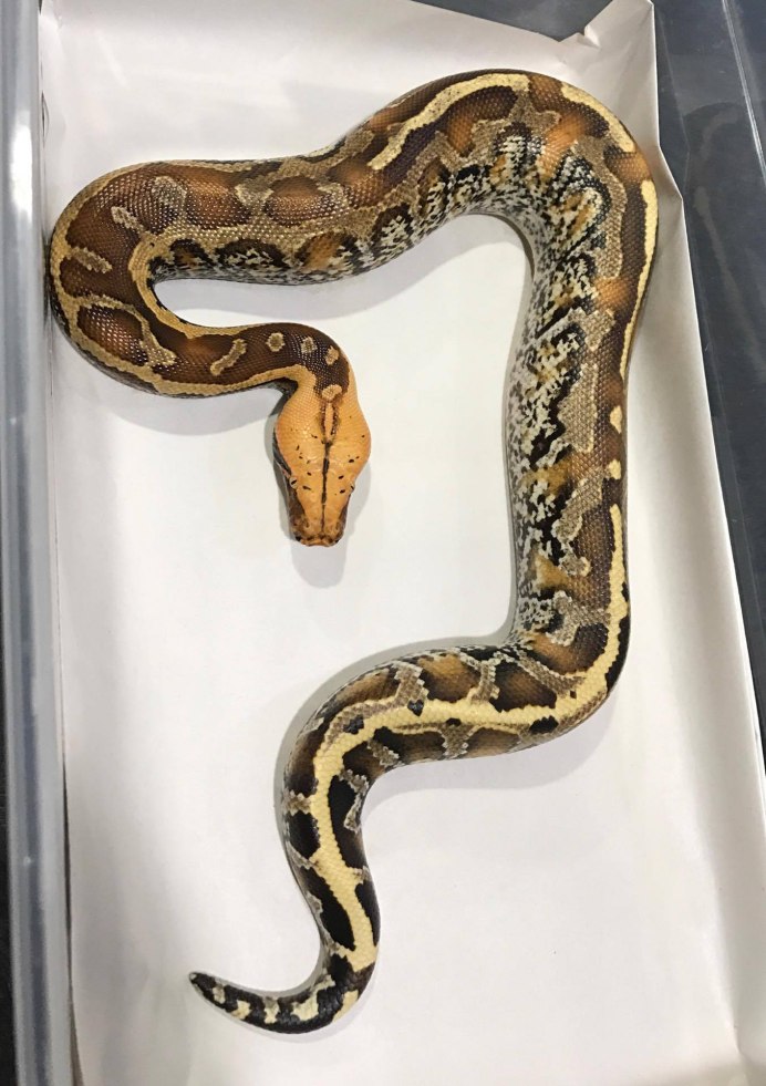 Королевский питон леуцист