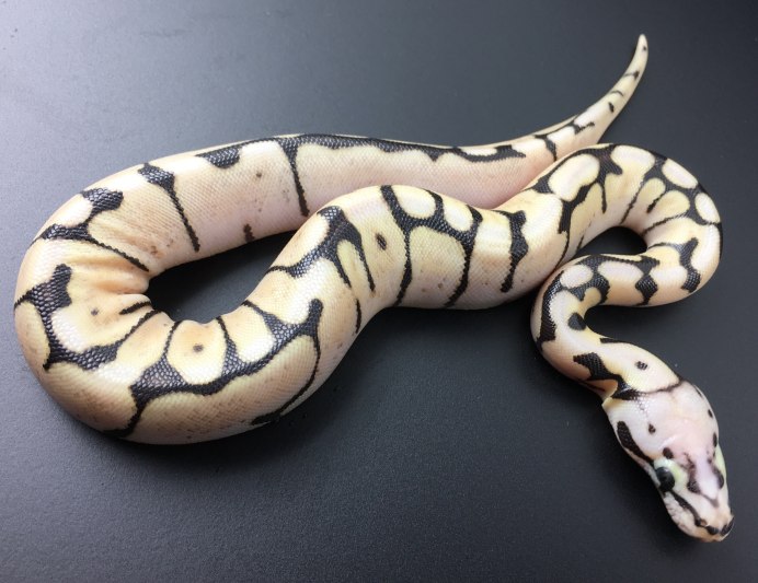 Королевский питон красный