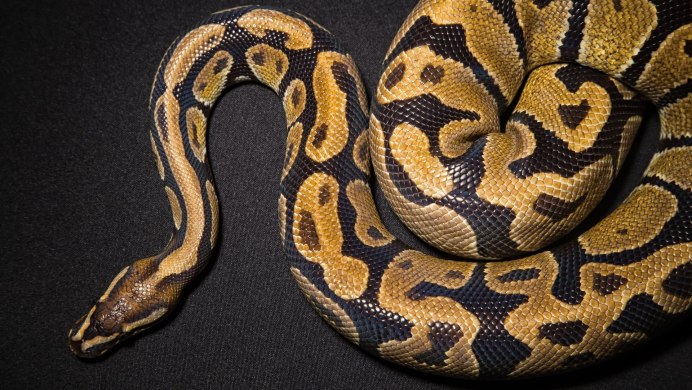 Змея белогубый питон