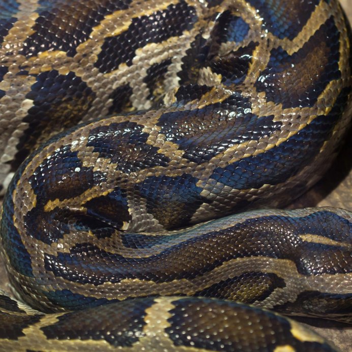 Королевский питон домашний