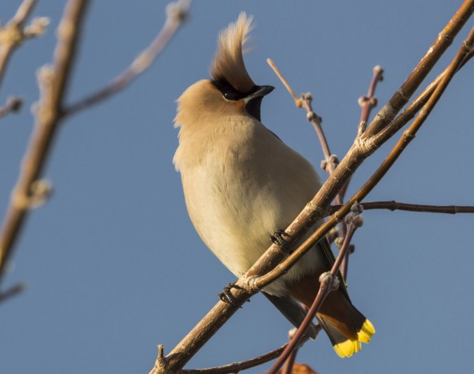 Дрозд свиристель Крымский