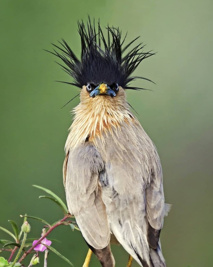 Хохлатая свиристель