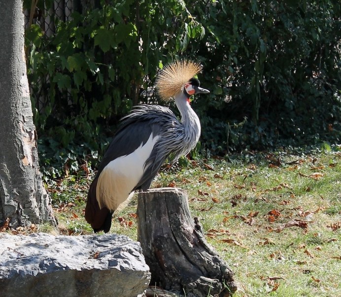 Николай Дмитриевич белая цапля