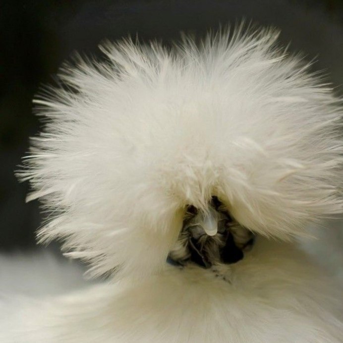 Китайская шелковая куропатчатая