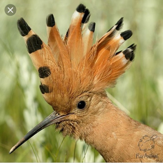 Птица с желтым гребешком на голове фото похожая на цицарку