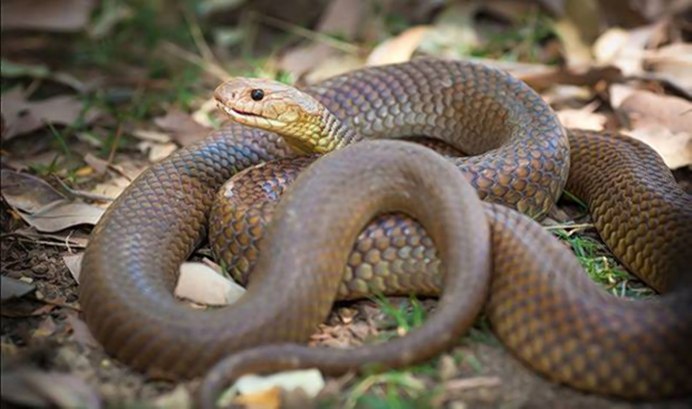 Pseudonaja textilis