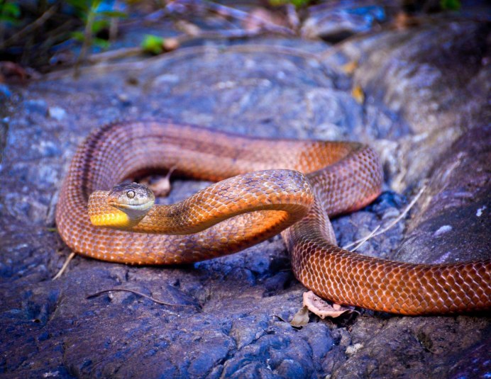 Чёрная мамба Dendroaspis polylepis
