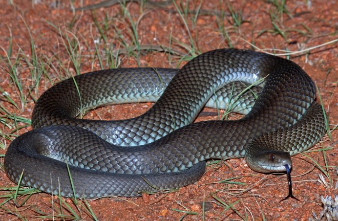 Aipysurus duboisii
