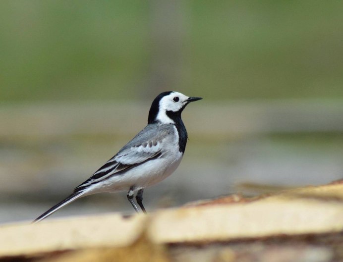 Двуцветная дроздовая мухоловка