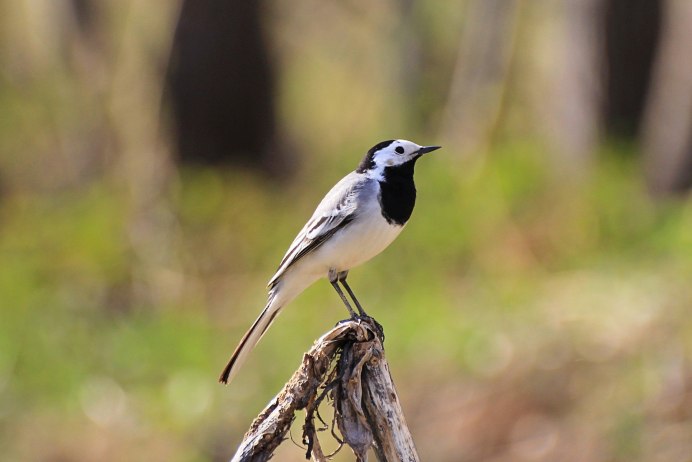 Малая синица Московка