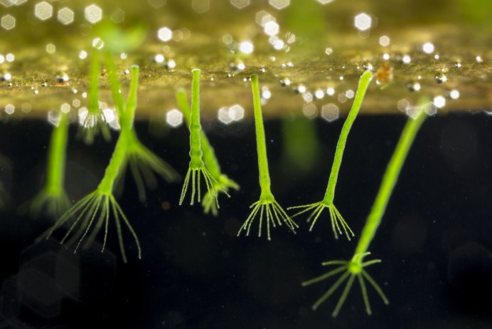 Chlorohydra viridissima