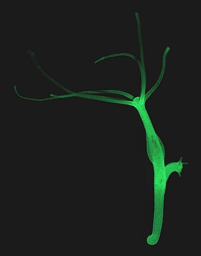 Pelmatohydra oligactis